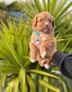 Mooie Nova scotia duck tolling retriever (toller) pups, Dieren en Toebehoren, België, Overige rassen, CDV (hondenziekte), 8 tot 15 weken