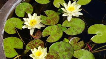 Waterlelie geel ...Marliacea beschikbaar voor biedingen