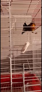 Japanse nachtegaal, Dieren en Toebehoren, Vogels | Overige Vogels