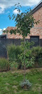 Gratis Kerselaar kersenboom  2.5 meter hoog, Tuin en Terras, Planten | Bomen, Ophalen