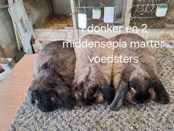 Mooie Nederlandse hangoordwergen / kleur middensepia marter, Plusieurs animaux, Nain, Oreilles tombantes, 0 à 2 ans
