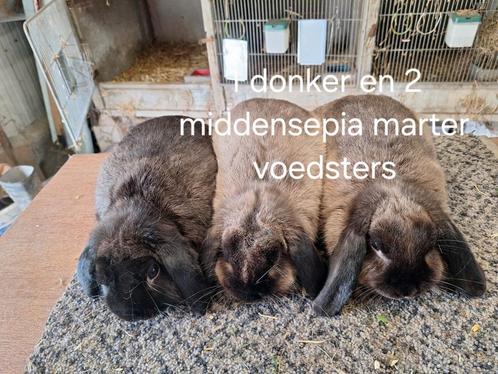 Mooie Nederlandse hangoordwergen / kleur middensepia marter, Dieren en Toebehoren, Konijnen, Dwerg, Meerdere dieren, 0 tot 2 jaar