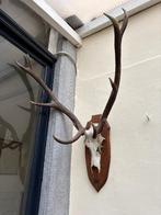 trophée de chasse, Antiquités & Art, Enlèvement