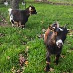 Dwerggeitjes, Dieren en Toebehoren, Vrouwelijk, Geit, 0 tot 2 jaar