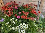 Echinacea in soorten, Ophalen of Verzenden, Vaste plant