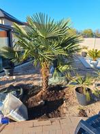 Palmboom te koop, Tuin en Terras, Ophalen of Verzenden, Palmboom