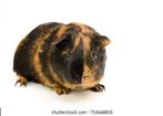 Gezocht BRINDLE zeugje