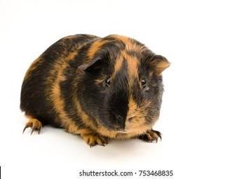 Gezocht BRINDLE zeugje