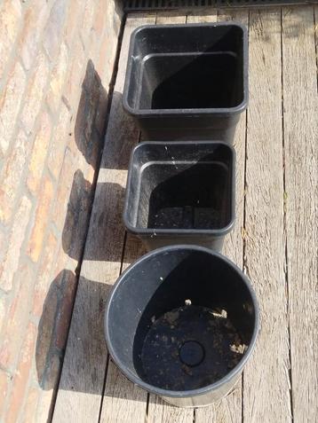 Kweekpot plant  beschikbaar voor biedingen