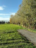 Knotten van wilgen - Gratis brandhout, 6 m³ of meer, Ophalen, Takken