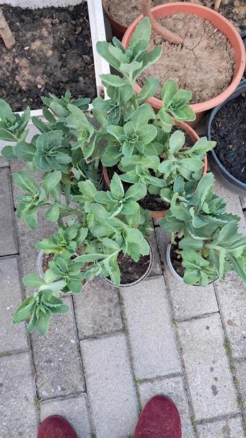 Sedum herbstfreude en pot, Autres espèces, Automne, Plein soleil, Enlèvement