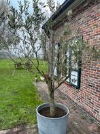 Olijfboom in pot, Tuin en Terras, Planten | Bomen, Ophalen, In pot, Olijfboom