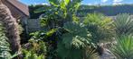 gunnera manicata, Ophalen