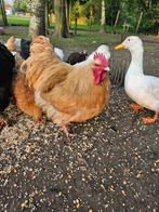 Gratis 1kip en meerdere hanen, Animaux & Accessoires, Volatiles, Poule ou poulet