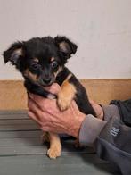 1 chihuahua teefje geboren 01/08/2025. 800€, Dieren en Toebehoren, België, Fokker | Hobbymatig, 15 weken tot 1 jaar, CDV (hondenziekte)