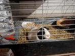 Gratis afhalen 2 cavia's, Dieren en Toebehoren, Cavia, Mannelijk, Juli, Tam