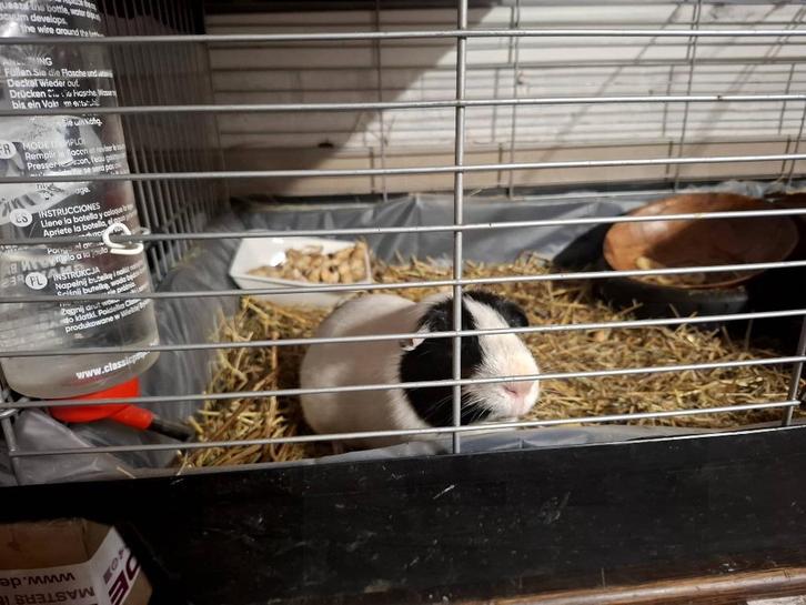 Gratis afhalen 2 cavia's, Dieren en Toebehoren, Knaagdieren, Mannelijk, Cavia, Juli, Tam
