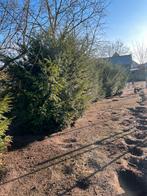 Mooie grote taxus planten, Tuin en Terras, Ophalen