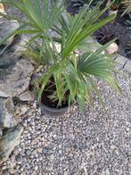 trachycarpus fortunei, Tuin en Terras, Planten | Tuinplanten, Ophalen