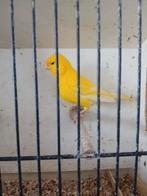 Geel intensief kanarieman, Dieren en Toebehoren, Vogels | Kanaries, Mannelijk, Kleurkanarie