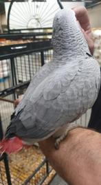 Perroquet gris du Gabon, Papegaai, Pratend, Vrouwelijk