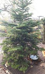 Nordmann kerstboom - 2 m, Ophalen, 100 tot 250 cm