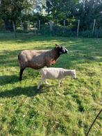 Ooi met ooilam, Dieren en Toebehoren, Schapen, Geiten en Varkens, Vrouwelijk, Schaap