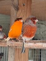 Canaris à vendre, Mannelijk, Postuurkanarie