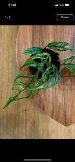 monstera obliqua peru, Ombre partielle, Plante verte, Enlèvement ou Envoi, Moins de 100 cm