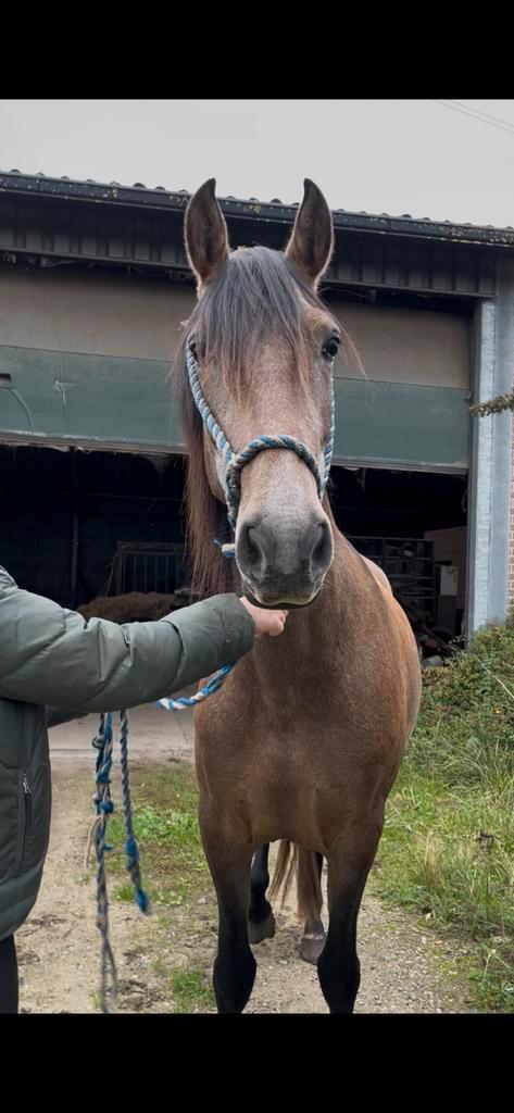 Te koop: veelbelovende 4-jarige Spaanse merrie, Dieren en Toebehoren, Paarden, Merrie