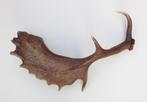 Groot DAMHERT GEWEI - 68 cm - afwerpstang - 1,48 kg, Collections, Collections Animaux, Bois ou Tête, Utilisé, Enlèvement ou Envoi