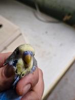 Prachtige grasparkieten deel 2, Plusieurs animaux, Perruche