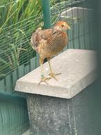 Goudfazanten, Dieren en Toebehoren, Pluimvee, Meerdere dieren, Overige soorten