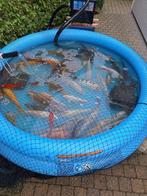Koi vissen te koop ,, Dieren en Toebehoren, Karper of Koi