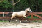 BRAVE 2,5 jaar VALK hengst springpony dressuur FEI PROSPECT, Gechipt, Springpony, Hengst, 3 tot 6 jaar