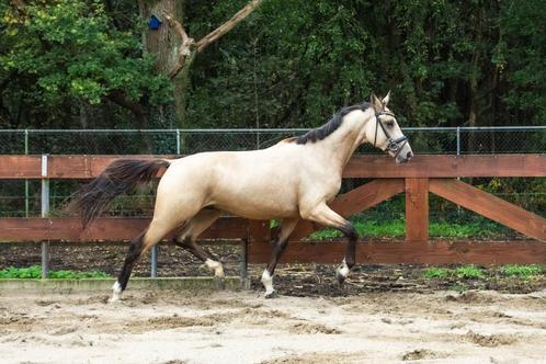 BRAVE 2,5 jaar VALK hengst springpony dressuur FEI PROSPECT, Dieren en Toebehoren, Pony's, Hengst, Onbeleerd, D pony (1.37m tot 1.48m)