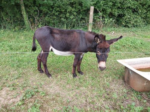 Zwarte ezelhengstje te koop, Animaux & Accessoires, Chevaux & Poneys | Étalons & Juments poulinières, Étalon