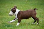 Boston Terriër pups te koop (bruin-wit), Dieren en Toebehoren, 15 weken tot 1 jaar, Overige rassen, Buitenland, CDV (hondenziekte)