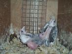 Valkparkieten baby's, Dieren en Toebehoren, Vogels | Parkieten en Papegaaien