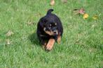 Rottweiler pups te koop - Beide ouders aanwezig, Dieren en Toebehoren, België, CDV (hondenziekte), 8 tot 15 weken, Meerdere