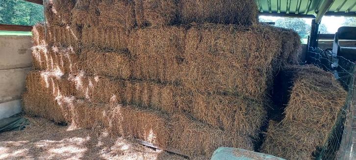 hooi, Diensten en Vakmensen, Dieren | Paarden | Verzorging, Oppas en Dressuur