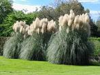 Pampas pluimen te koop (nog op de struik), Ophalen, Nieuw