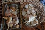 Collectie schelpen, Verzamelen, Mineralen en Fossielen, Ophalen, Schelp(en)