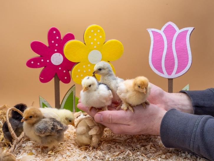 Cochin kriel kuikens hennetjes gesekst, ingeënt, veel kleur, Dieren en Toebehoren, Pluimvee, Kip, Vrouwelijk