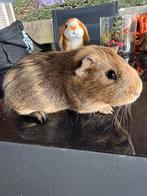 Gladhaar beertje, Cavia, Mannelijk, Juli, Tam