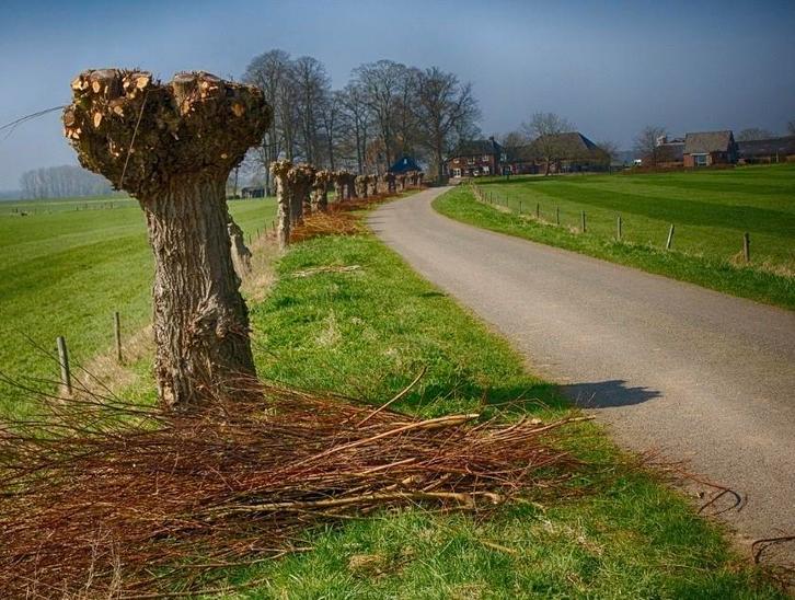 Wilgen snoeien, Contacten en Berichten, Advies en Oproepen