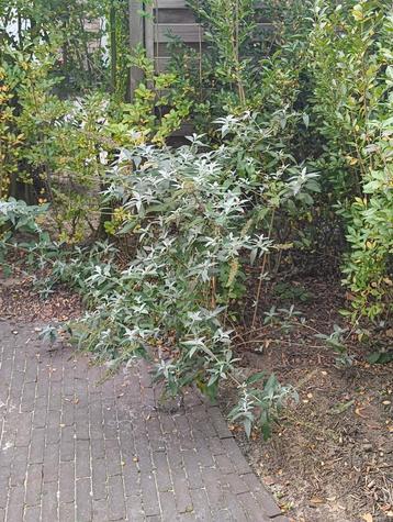 Vlinderstruik Buddleja Davidii - Witte bloemen beschikbaar voor biedingen