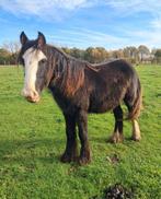 Knappe pony's, Dieren en Toebehoren, Hengst