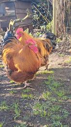 Orpington hanen, Dieren en Toebehoren, Mannelijk, Kip