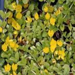 lysimachia nummularia, Tuin en Terras, Planten | Tuinplanten, Ophalen